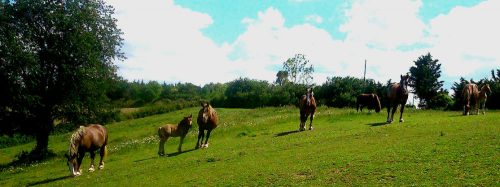 chevaux trait breton, élevage, lait de jument, Ariège, nature, passion, attelage
