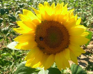 Le tournesol