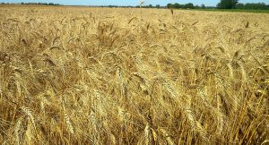 Le blé dur pour la fabrication des pâtes
